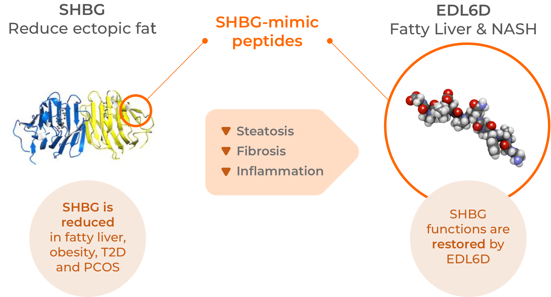 EDL6D is a new peptide that restores SHBG functions and reduces the main causes of NASH